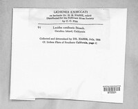 Lecidea catalinaria image